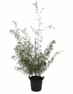 Agonis Flexuosa Burgundy