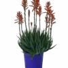 Aloe Sea Urchin