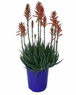 Aloe Sea Urchin