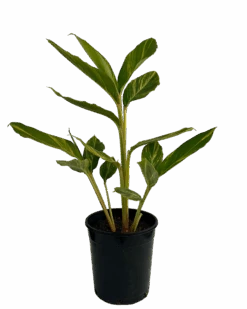 Shell Ginger - Alpinia Zerumbet Variegata