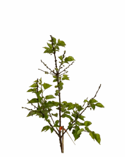 Prunus Ameniaca Royal 5 Prunus Ameniaca Royal -Waldecks Store ApricotRoylPrunusArmeneiacaCloseup2