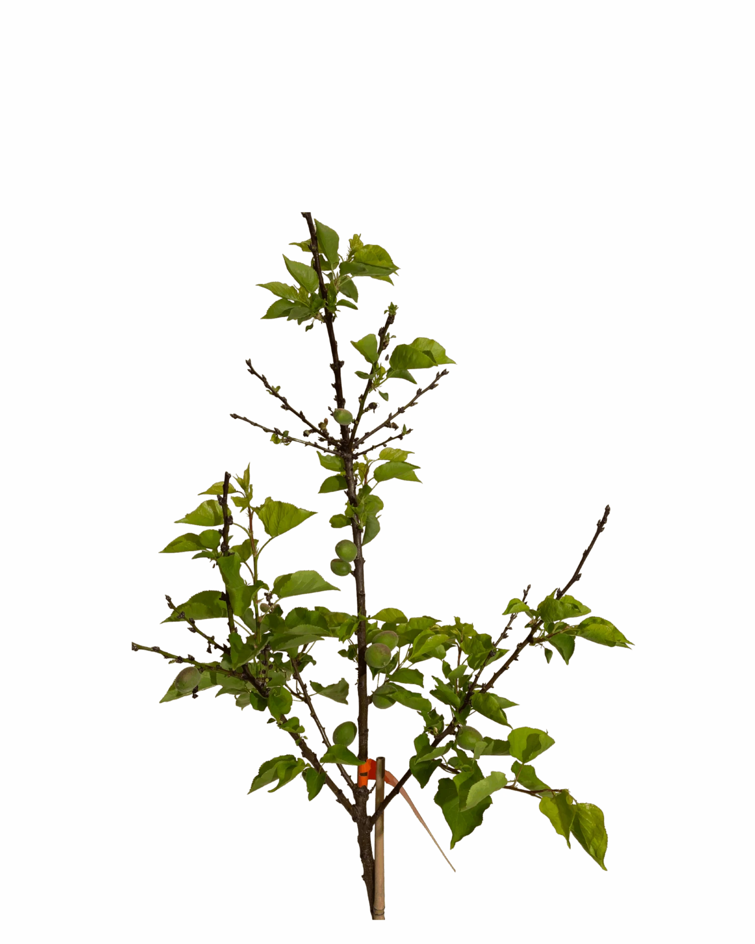 Prunus Ameniaca Royal 3 Prunus Ameniaca Royal - Image 3