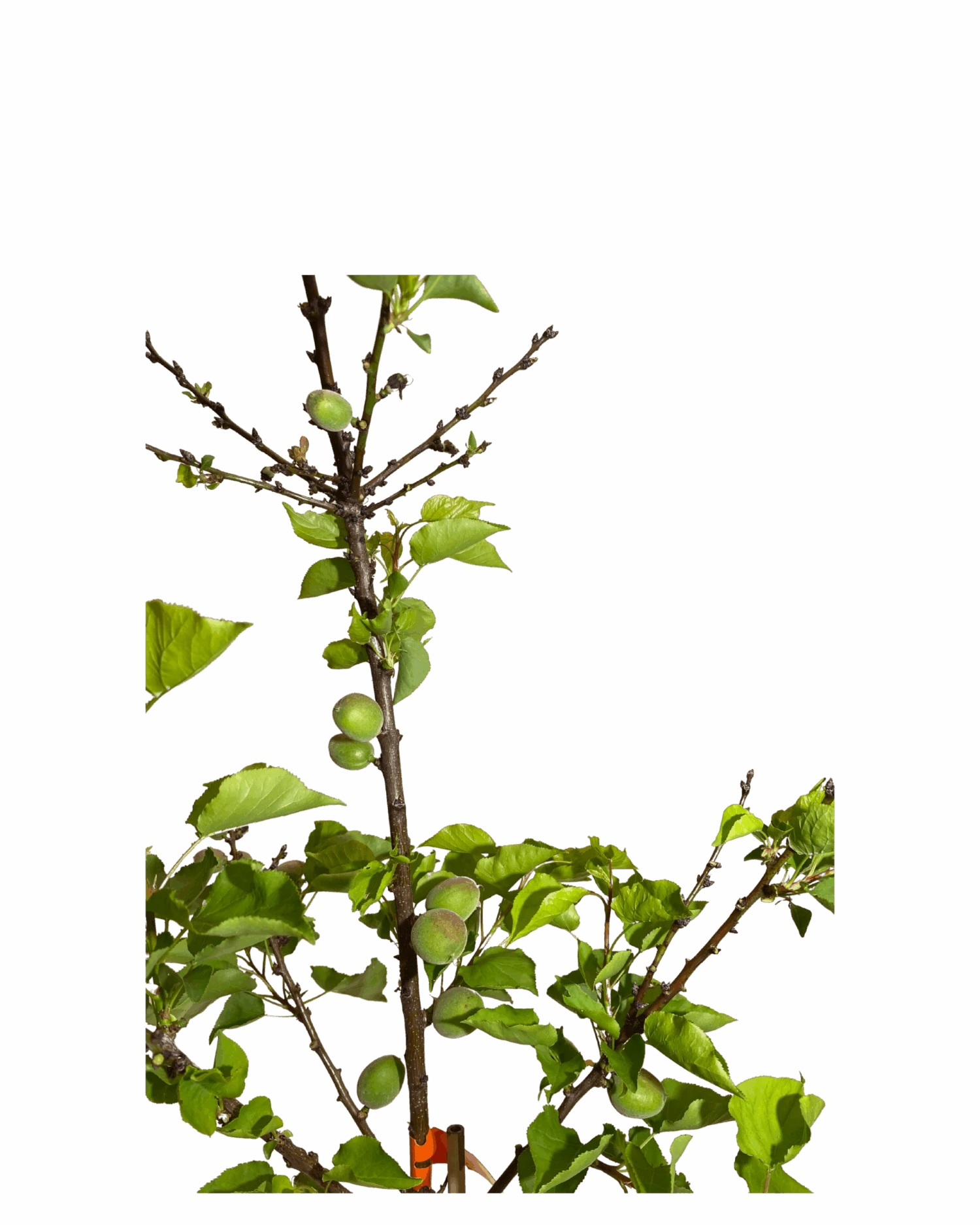 Prunus Ameniaca Royal 2 Prunus Ameniaca Royal - Image 2