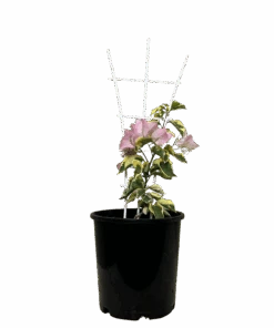 Bougainvillea Bambino Arora