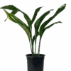 Aspidistra - Cast Iron Plant