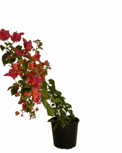 Bougainvillea Crimson Jewel