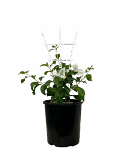 Bougainvillea Bambino Beesnees