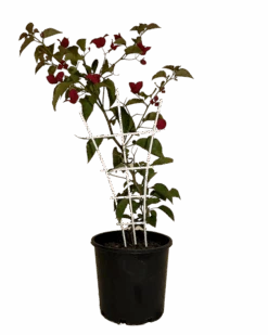 Bougainvillea Elizabeth