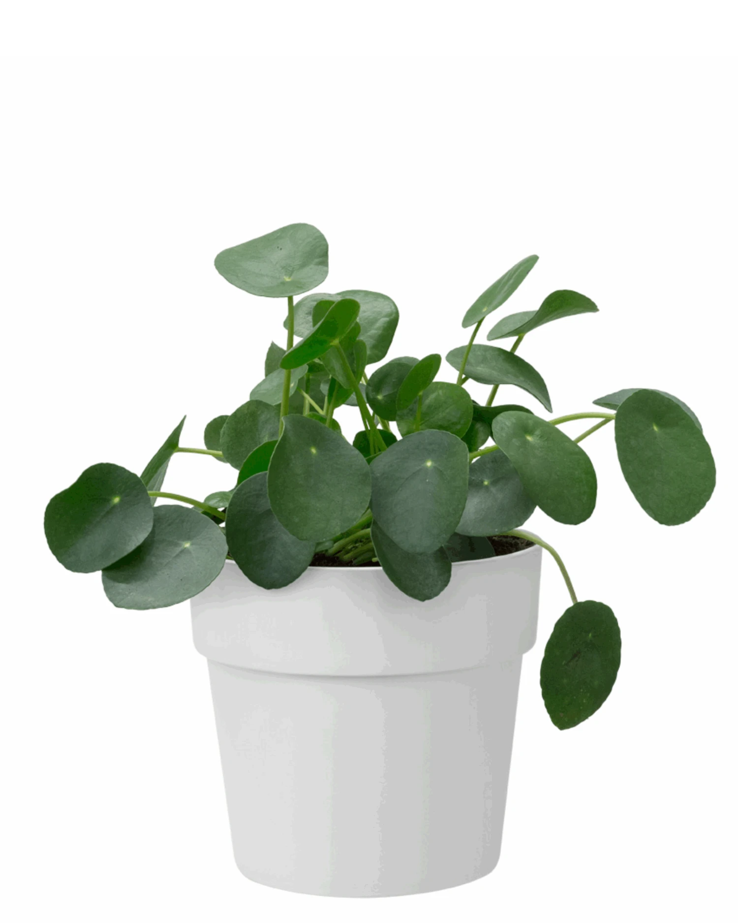 Elho B. For Original Round 2 Elho B. For Original Round - Image 2