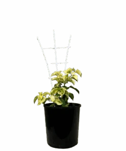 Bougainvillea Bambino Bilas