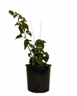 Bougainvillea Mrs Butt