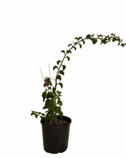 Bougainvillea Temple Fire