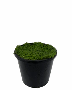 Babys Tears - Hexline Soleirolii