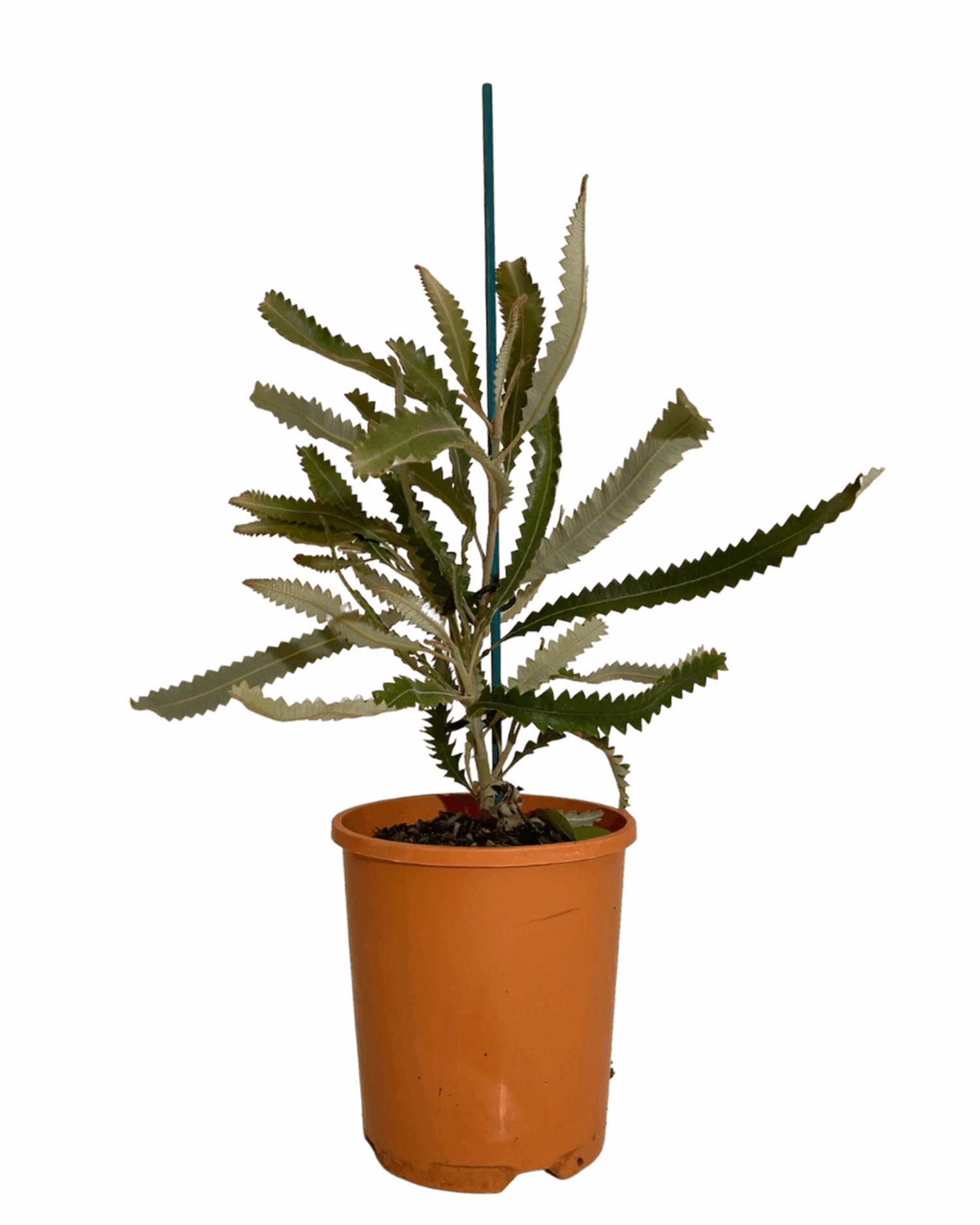 Banksia Menziesii Dwarf 1 Banksia Menziesii Dwarf