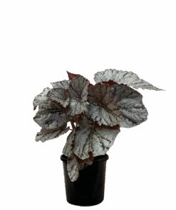 Begonia Silver White