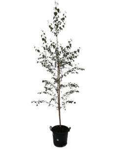 Silver Birch - Betula Pendula Moss White