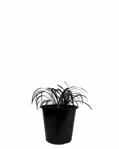 Black Mondo Grass - Ophiopogon Black Beard