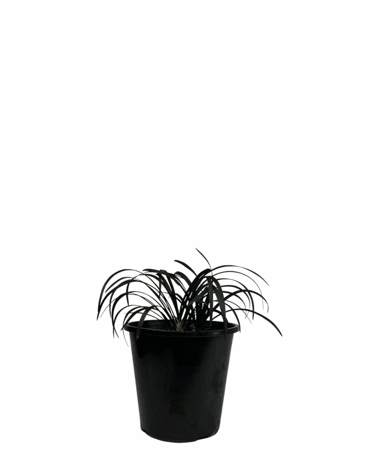 Black Mondo Grass - Ophiopogon Black Beard 1 Black Mondo Grass - Ophiopogon Black Beard