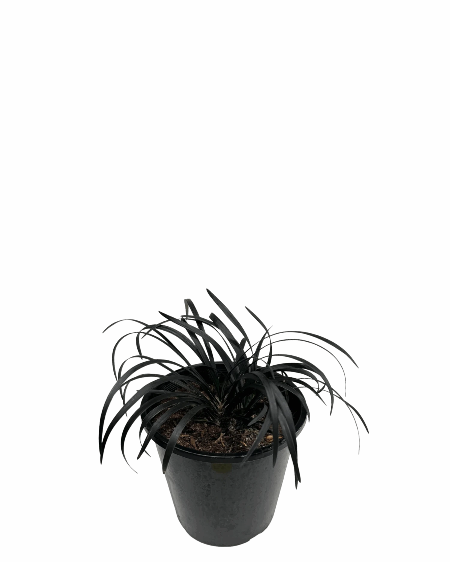 Black Mondo Grass - Ophiopogon Black Beard 2 Black Mondo Grass - Ophiopogon Black Beard - Image 2