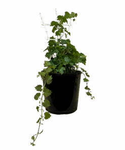 Boston Ivy - Parthenocissus Tricuspidata