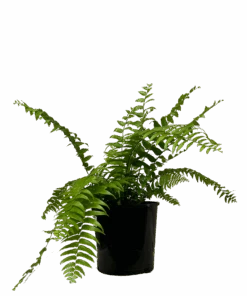 Boston Fern - Nephrolepis Exaltata Macho