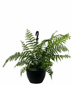Boston Macho Fern - Nephrolepsis Hanging Basket