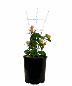 Bougainvillea Hawaiian Gold