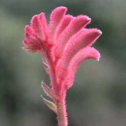 Kangaroo Paw - Anigozanthos Bush Crystal 5 Kangaroo Paw - Anigozanthos Bush Crystal -Waldecks Store Bush Crystal 2