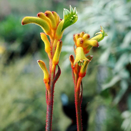 Kangaroo Paw - Anigozanthos Bush Tenacity 2 Kangaroo Paw - Anigozanthos Bush Tenacity - Image 2