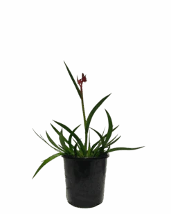 Kangaroo Paw - Anigozanthos Bush Crystal