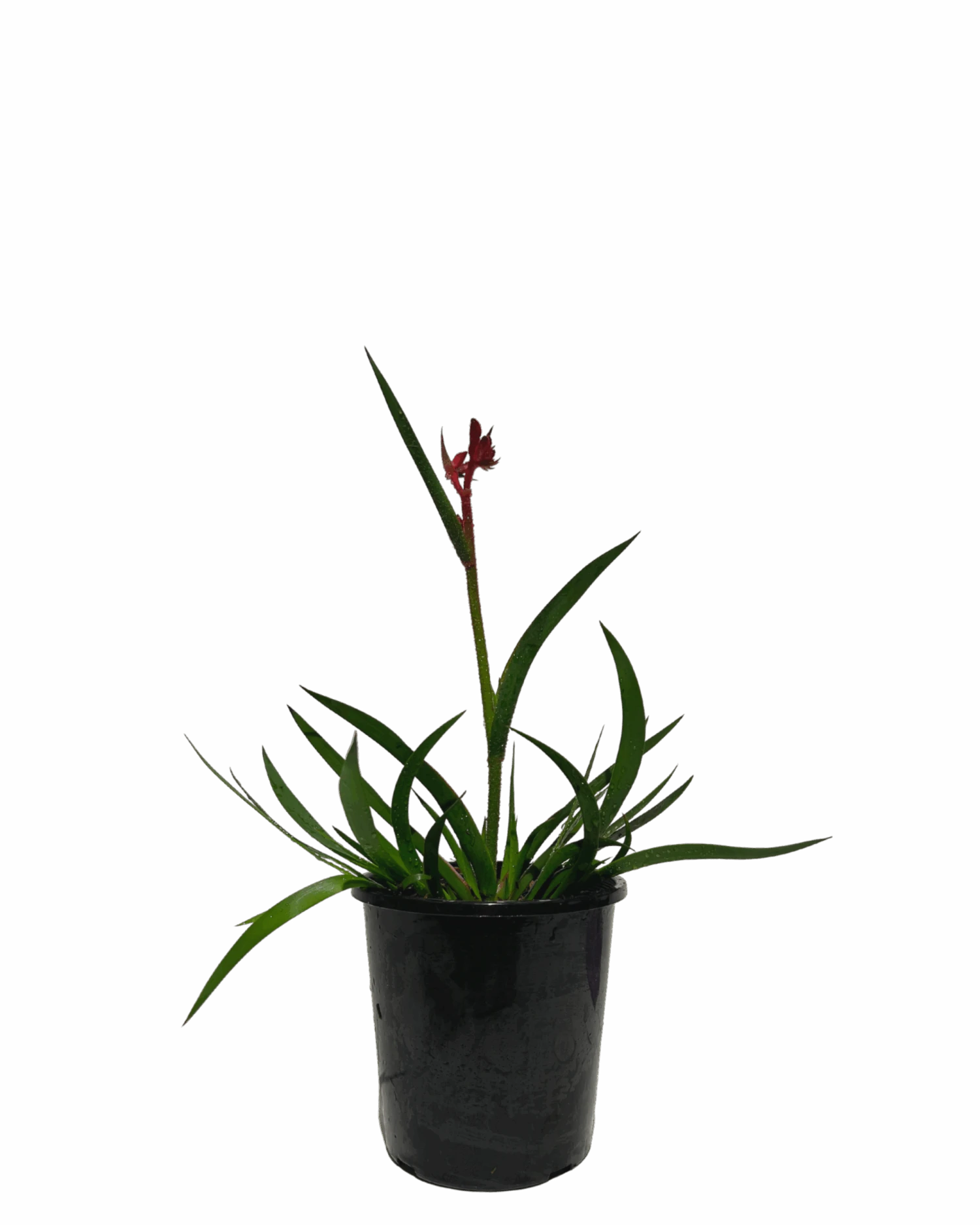 Kangaroo Paw - Anigozanthos Bush Crystal 1 Kangaroo Paw - Anigozanthos Bush Crystal