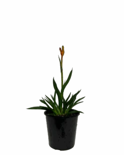 Kangaroo Paw - Anigozanthos Anigozanthos Surprise