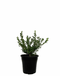 Japanese Box - Buxus Microphylla Japonica