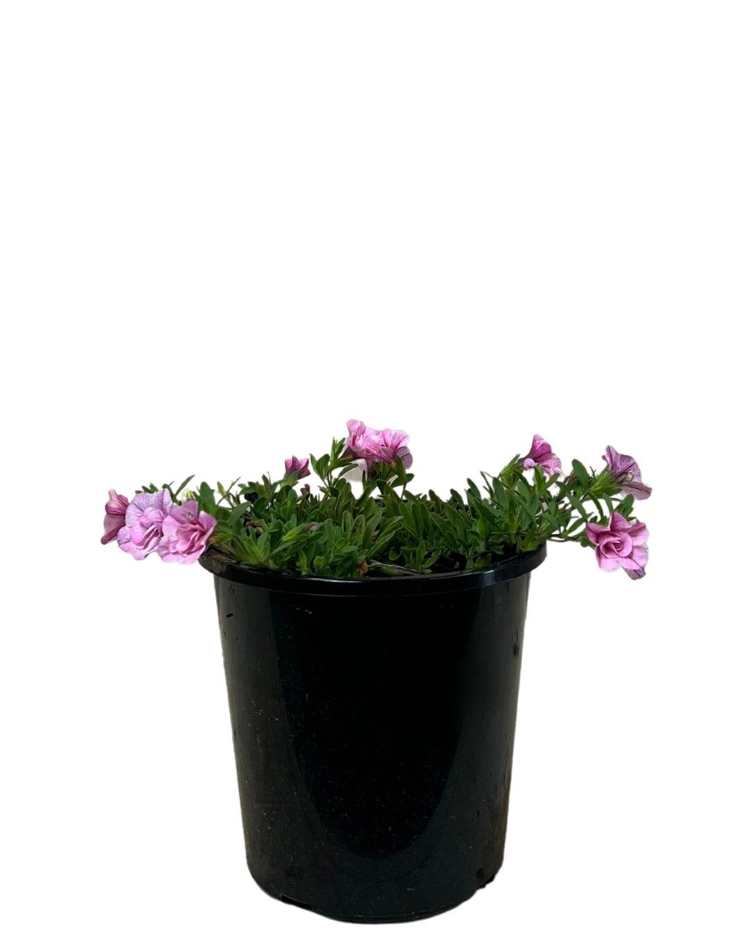 Calibrachoa Dbl Pinktastic 1 Calibrachoa Dbl Pinktastic