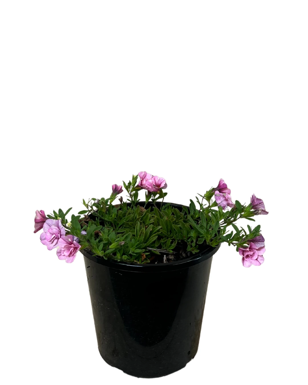 Calibrachoa Dbl Pinktastic 2 Calibrachoa Dbl Pinktastic - Image 2