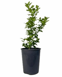 Sublime Lime - Citrus Aurantifolia Sublime