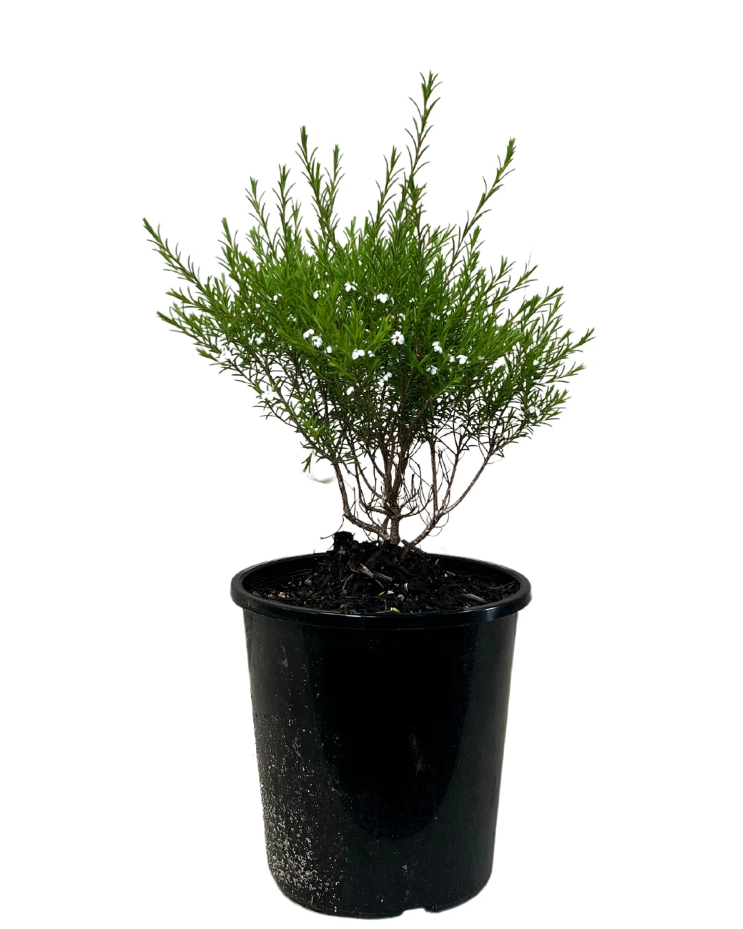 Coleonema White 1 Coleonema White