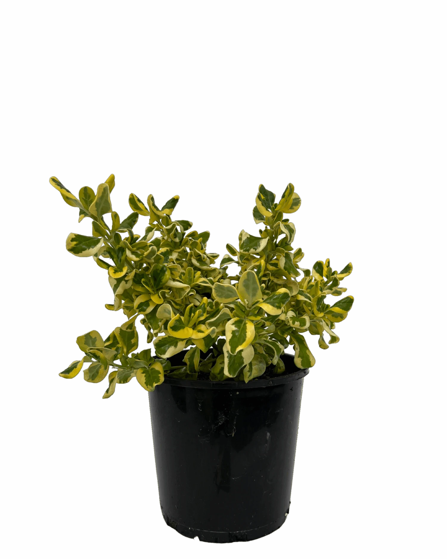 Coprosma Green And Gold 1 Coprosma Green And Gold