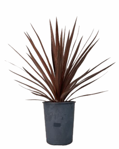 Cordyline Australis Red Star