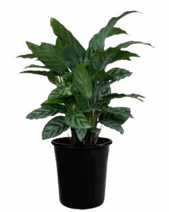 Calathea Freddy