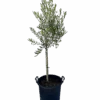 Olive - Olea California Queen