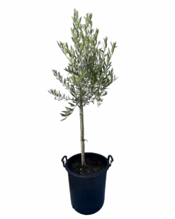 Olive - Olea California Queen