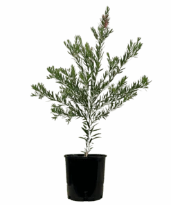 Bottlebrush - Callistemon Viminalis Slim