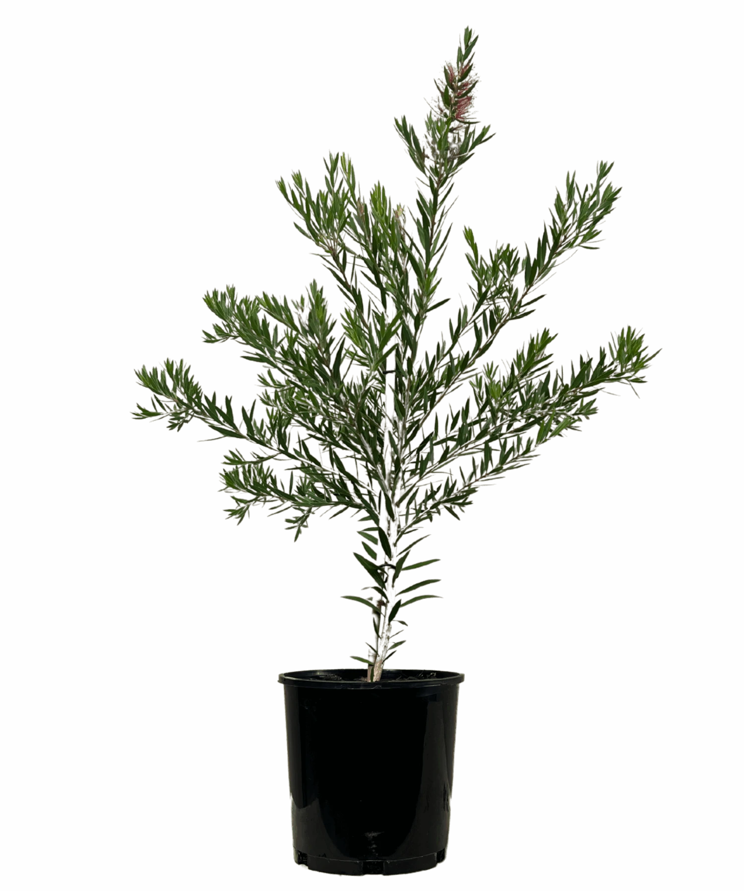 Bottlebrush - Callistemon Viminalis Slim 1 Bottlebrush - Callistemon Viminalis Slim