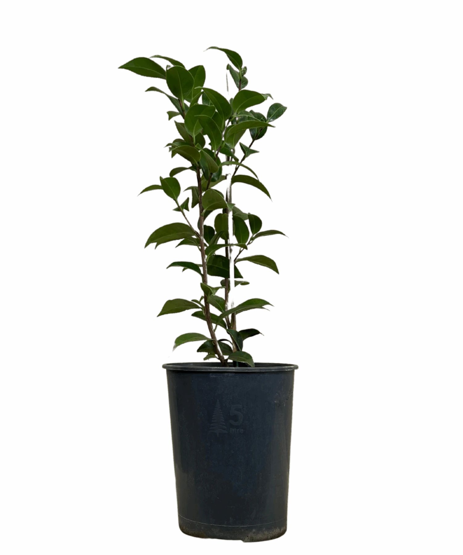 Camellia Volunteer 1 Camellia Volunteer