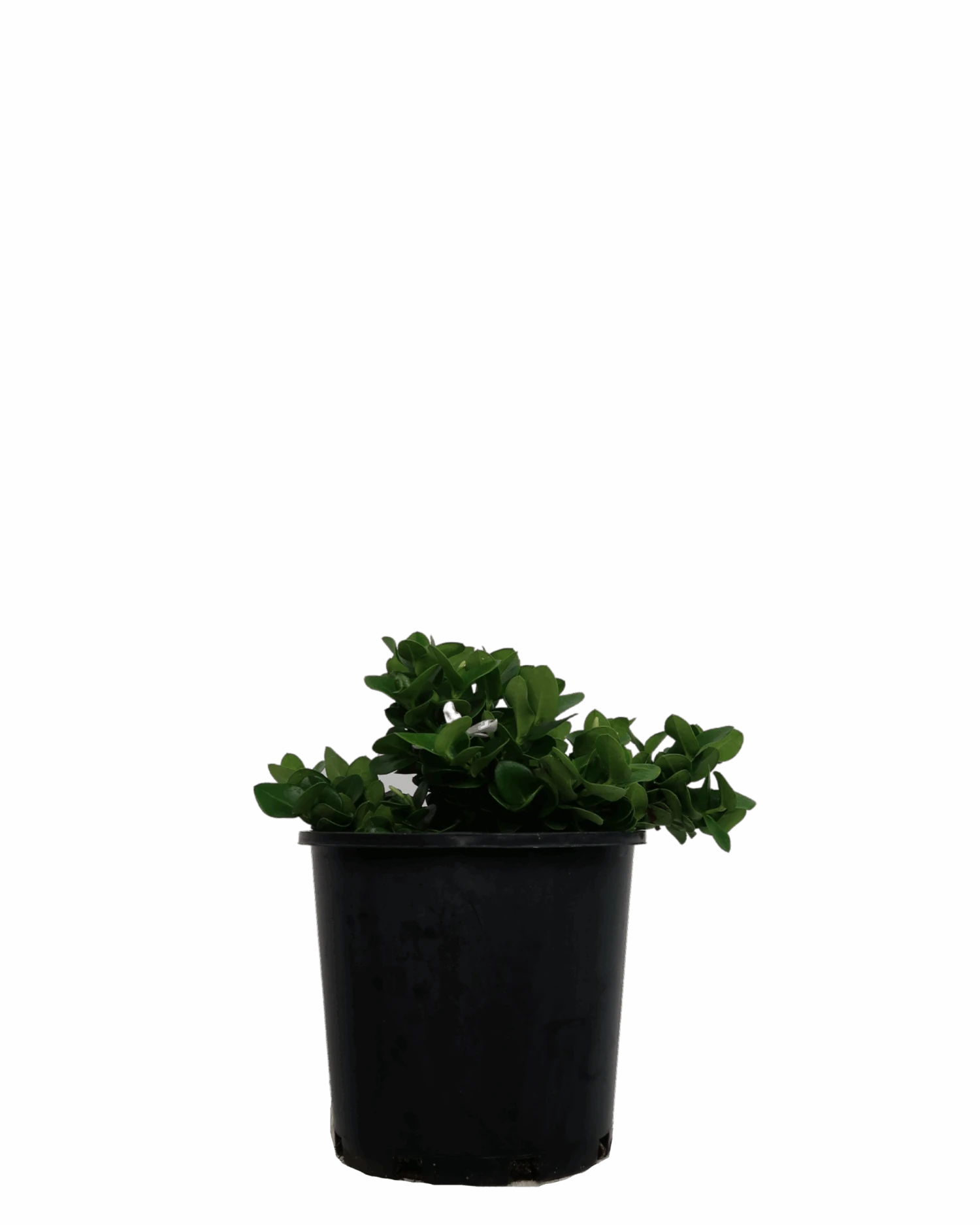 Carissa Desert Star 1 Carissa Desert Star