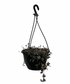 Chain Of Hearts - Hanging Basket