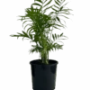 Parlour Palm - Chamaedorea Elegans