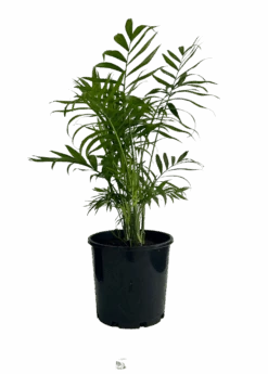 Parlour Palm - Chamaedorea Elegans