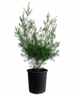 Geraldton Wax - Chamelaucium Floriferum